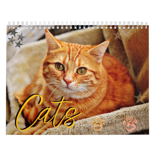 Calendrier Chats Beaux portraits pour animaux (Protection)