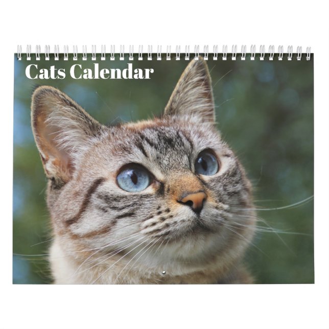 Calendrier Chats Bengal 2027 (Protection)
