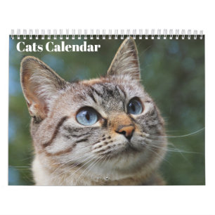 Calendrier Chats Bengal 2027