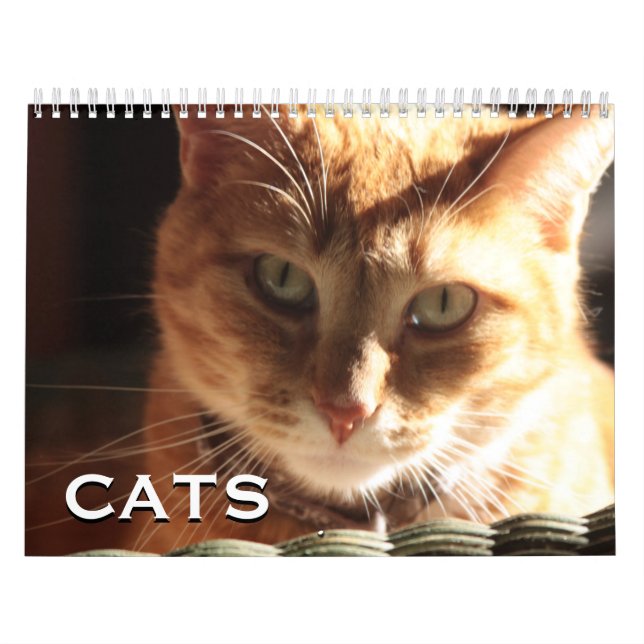 Calendrier Chats et chatons (Protection)