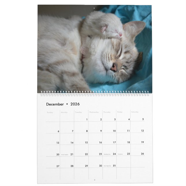 Calendrier Chats et chatons dormants Cute Kitty 2020 (Dec 2026)