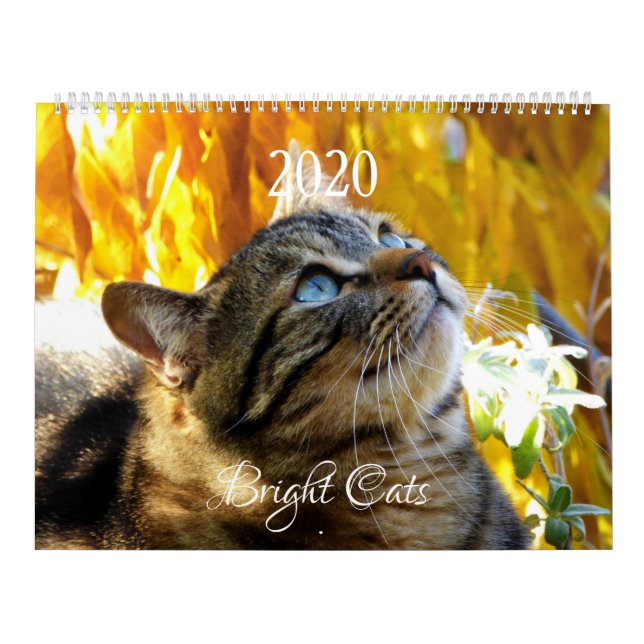 Calendrier Chats Lumineux HAMbWG (Protection)