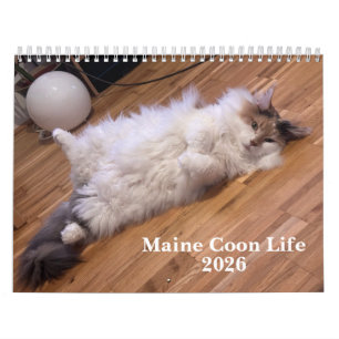 Calendrier Chats Maine Coon   Vie de Maine Coon
