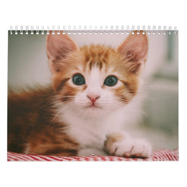 Calendrier Chats Mignons Simple Moderne (Protection)