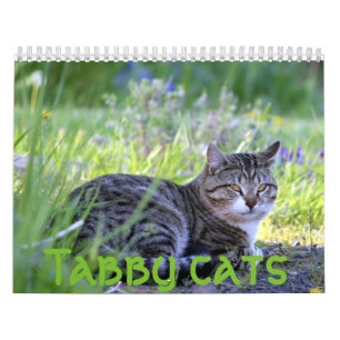 Calendrier Chats Tabby