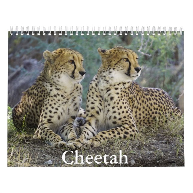 Calendrier Cheetah (Protection)
