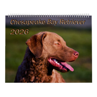 Calendrier Chesapeake Bay Retriever 2026 Calendar