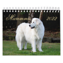 Chien à mouton Maremma 2022 PetitCalendrier, Blanc
