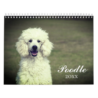 Calendrier Chien de caniche mignon