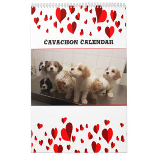 Calendrier Chien de Cavachon mignon