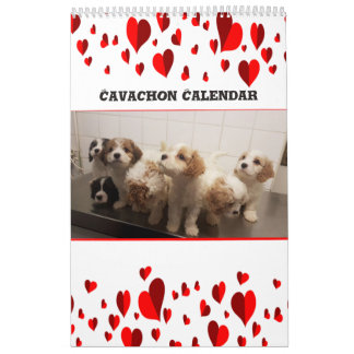 Calendrier Chien de Cavachon mignon