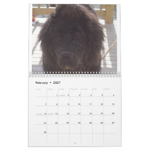 Calendrier Chien de Terre-Neuve