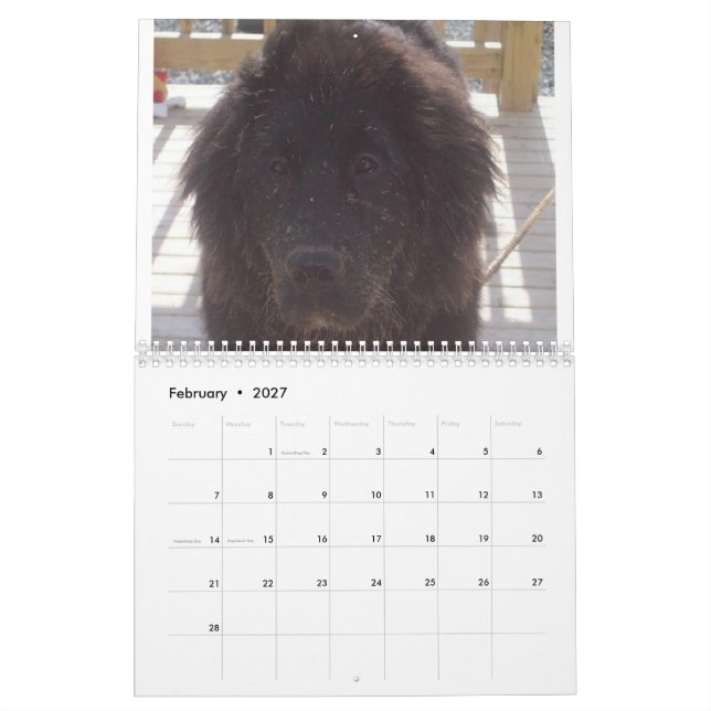 Calendrier Chien de Terre-Neuve (Feb 2027)