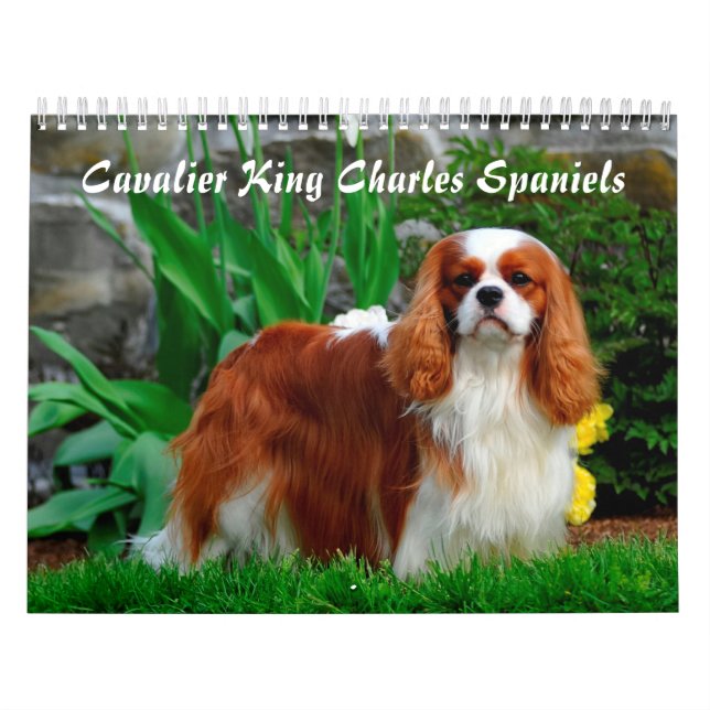 Calendrier Chien espagnol du roi Cavalier Charles (Protection)
