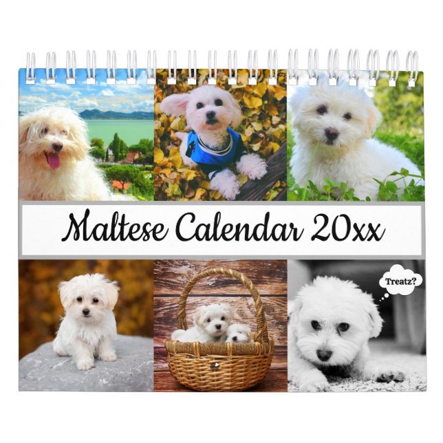 Calendrier Chien maltais (Protection)