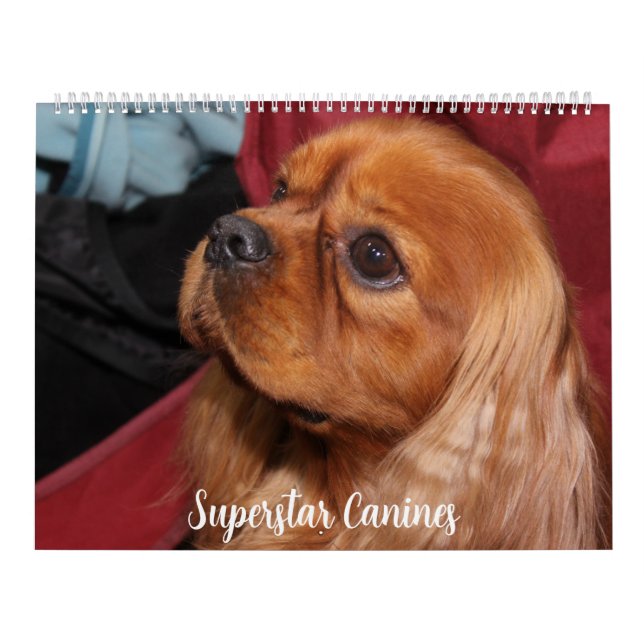CALENDRIER CHIENS CANINES SUPERSTARS MAGNIFIQUES (Protection)