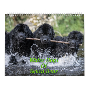 Calendrier Chiens D'Eau De Notta Ours