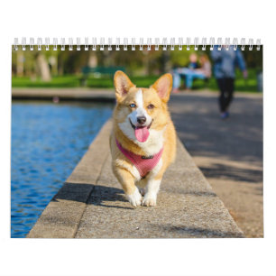 Calendrier Chiens mignons 2024
