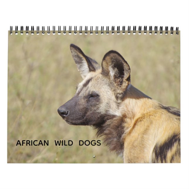 CALENDRIER CHIENS SAUVAGES AFRICAINS (Protection)