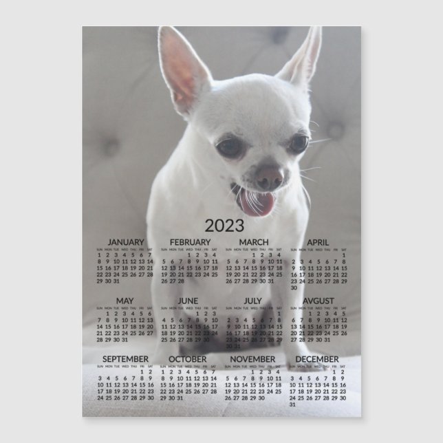 Calendrier Chihuahua 2023 Carte photo magnétique (Devant)