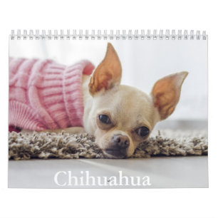 Calendrier Chihuahua Chien