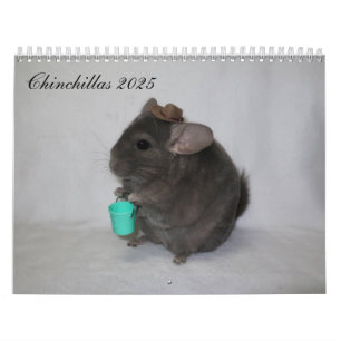 Calendrier Chinchilla