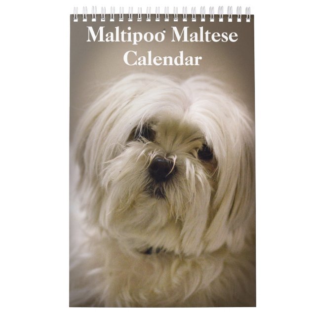 Calendrier Chiot maltais maltais 2025 (Protection)