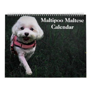 Calendrier Chiot maltais maltais 2026
