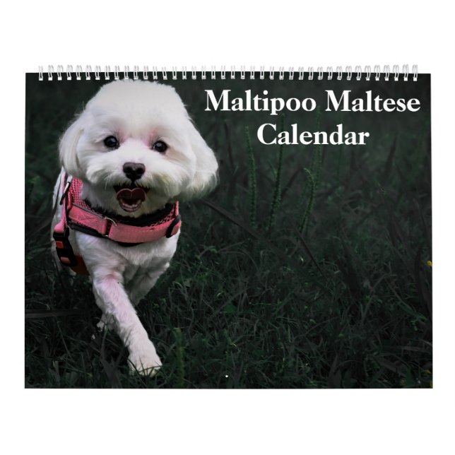Calendrier Chiot maltais maltais 2026 (Protection)