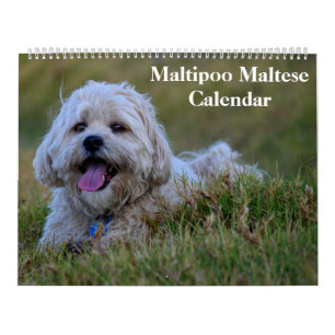 Calendrier Chiot Maltipoo Maltese 2027