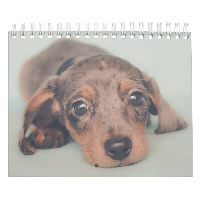 Calendrier Chiots de Dachshund (Protection)
