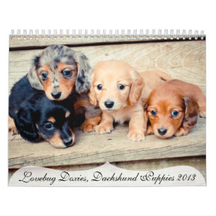 Calendrier Chiots de Dachshund 2013