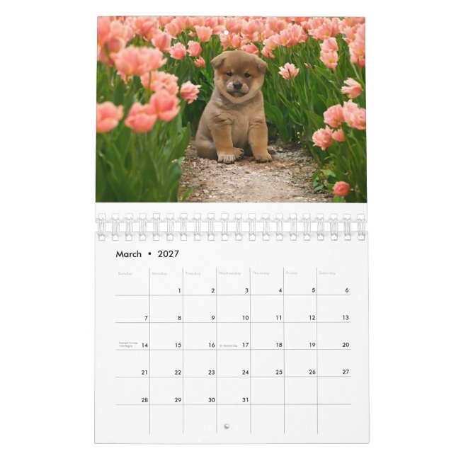 Calendrier Chiots de Shiba Inu (Mar 2027)