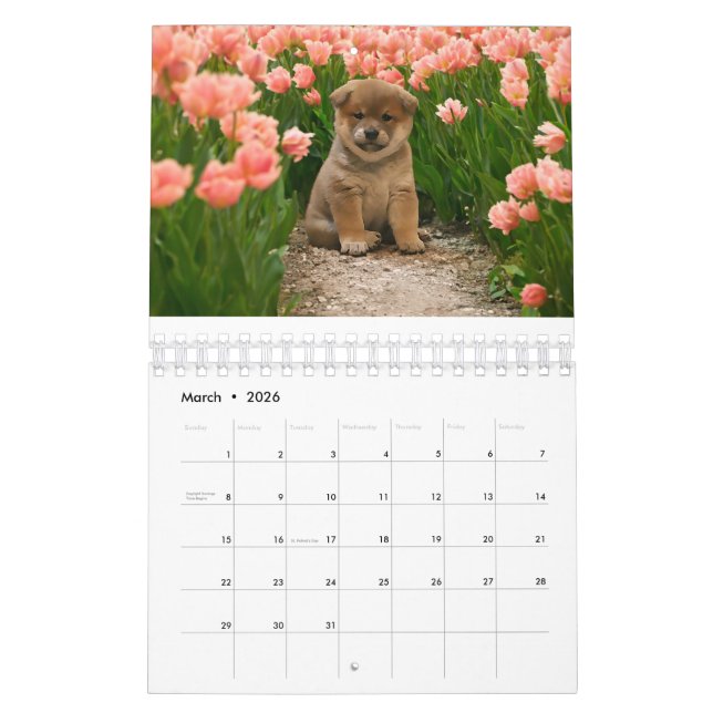 Calendrier Chiots de Shiba Inu (Mar 2026)