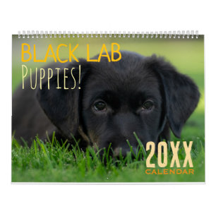 Calendrier chiots Labrador noir Chien Puppy Labrad