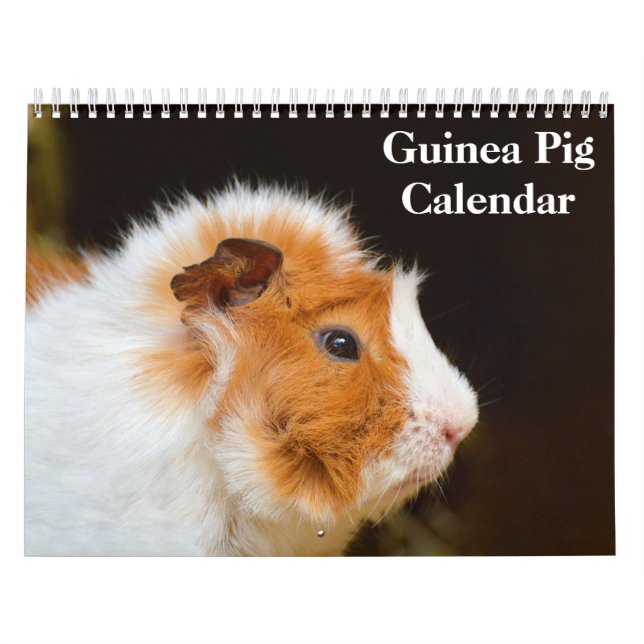Calendrier Cochon d'Inde 2027 (Protection)