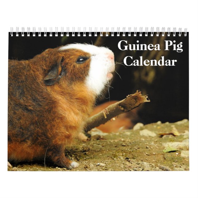 Calendrier Cochon d'Inde 2027 (Protection)