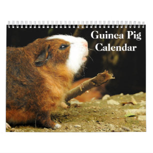 Calendrier Cochon d'Inde 2027