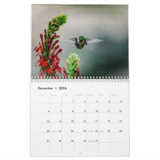 Calendrier Colibris à gorge rubis