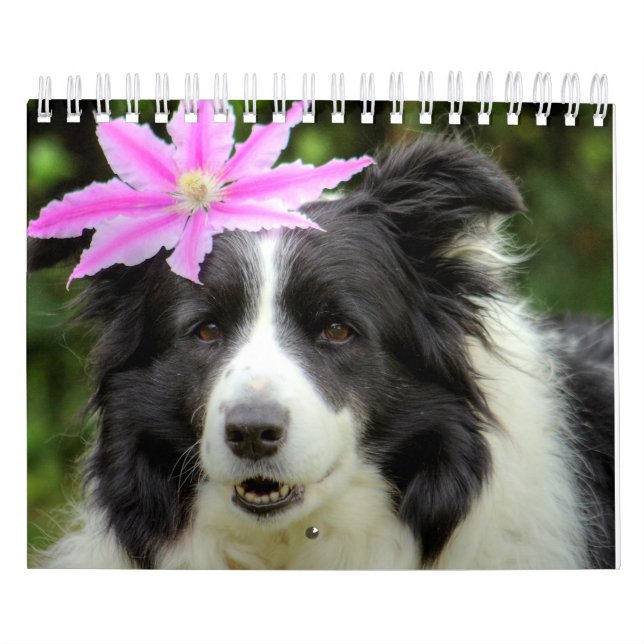 Calendrier Collie Chien à la bordure unique (Protection)