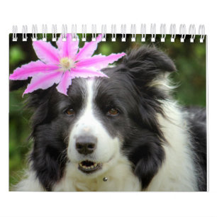 Calendrier Collie Chien à la bordure unique