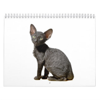 Calendrier cornouaillais de chatons de Rex