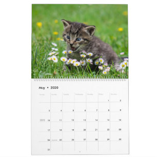 Calendrier Cuddly Cute Kitten Pet Kitty Cats Feline 2020