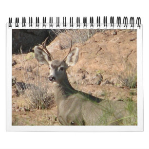 Calendrier curieux de cerfs communs