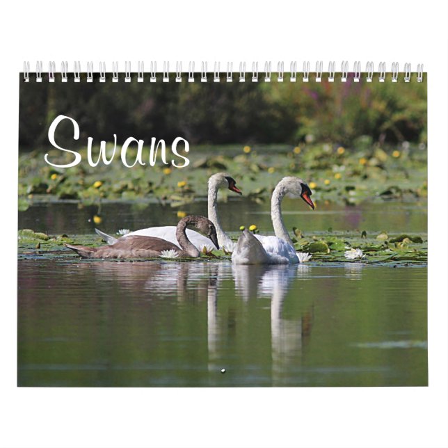 Calendrier Cygnes (Protection)