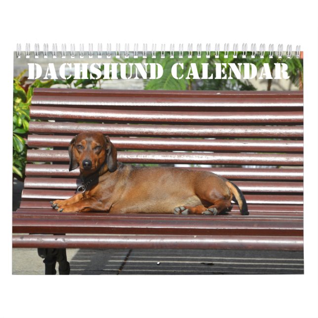 Calendrier Dachshund 2026 Avec Photos (Protection)