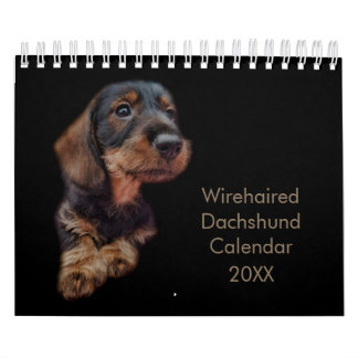 Calendrier Dachshund à poils durs