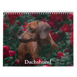 Calendrier Dachshund Chien