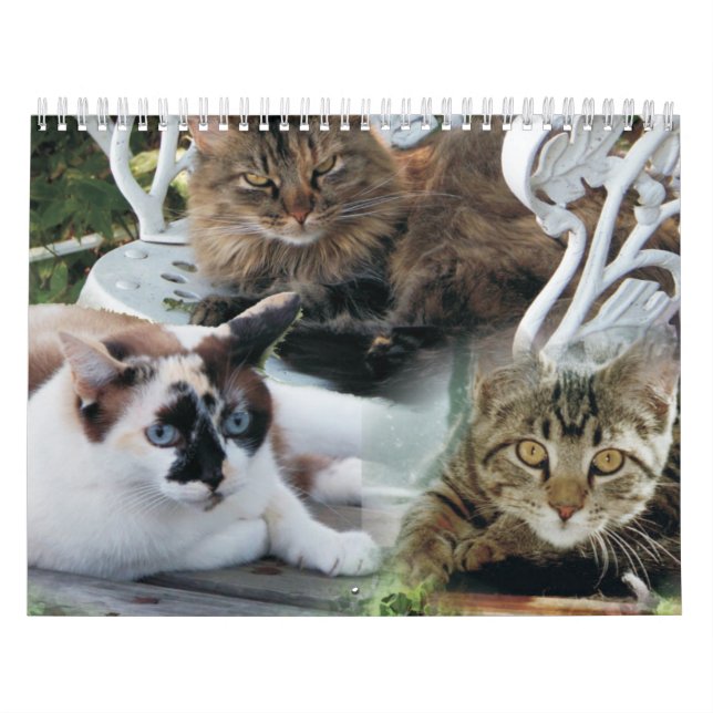 calendrier d'amis félins (Protection)
