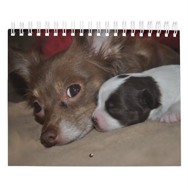 Calendrier d'amour de chiwawa (Protection)